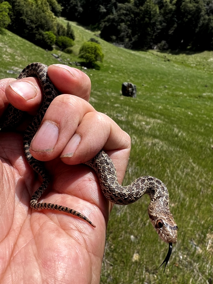 Pacific Gopher Snake